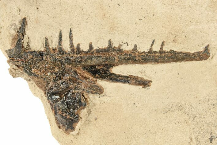 Fossil Fish Jaw Section in Rock - Asfla, Morocco #270938